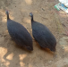 তিতি মুরগি